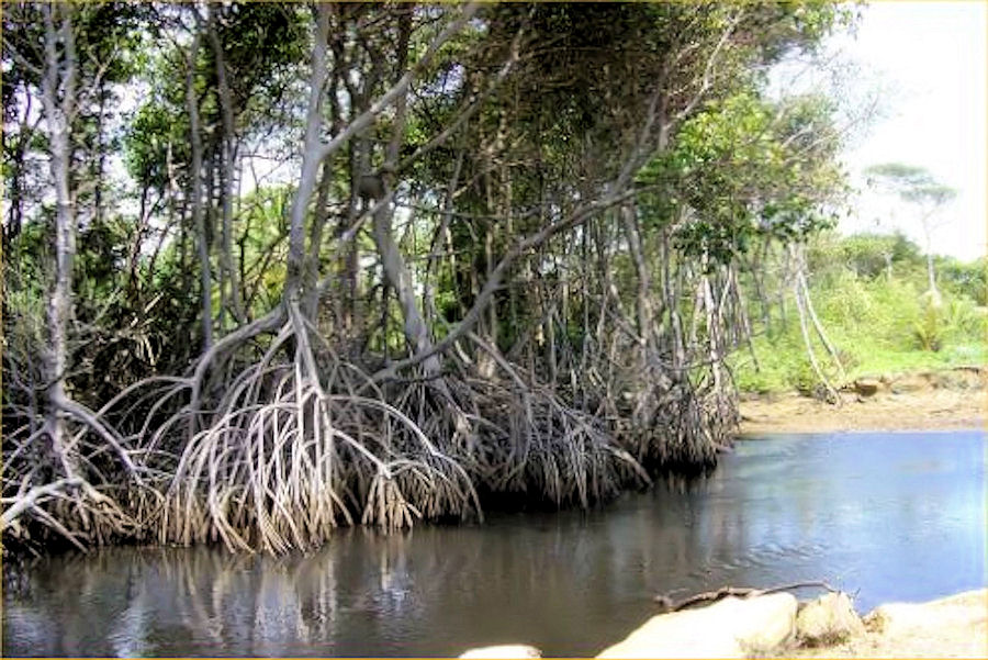 Manzanilla Mangroves Swamp